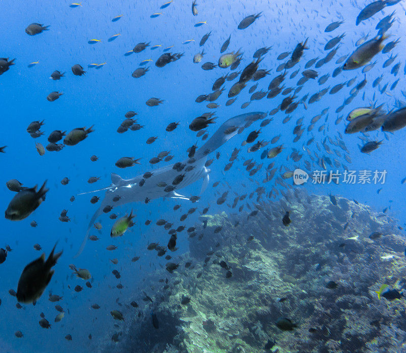 远洋蝠鲼(Manta birostris)游过清洁站。在世界自然保护联盟的红色名单中，这些优雅的动物正在成为野外罕见的景象。